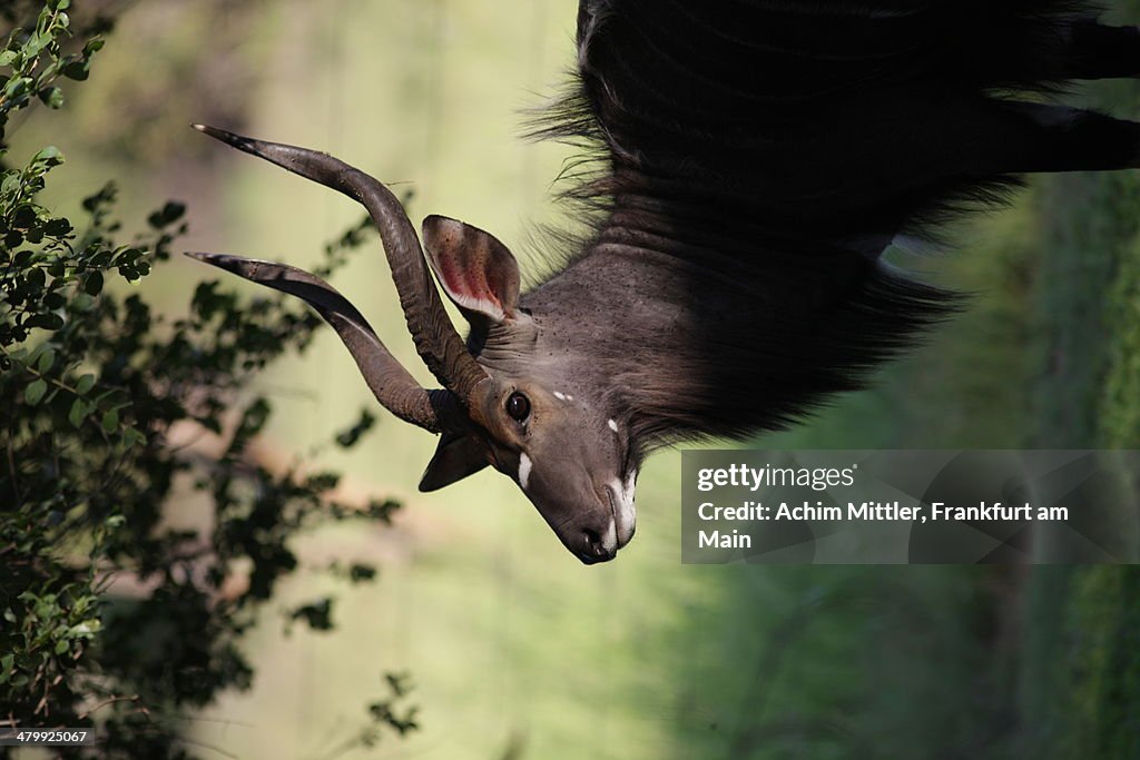 Portrait of male Nyala in afternoon sun