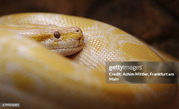 176 Southern African Python Stock Photos, High-Res Pictures, and Images ...