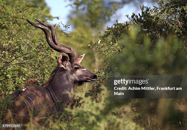greater kudu in bush - male kudu stock pictures, royalty-free photos & images