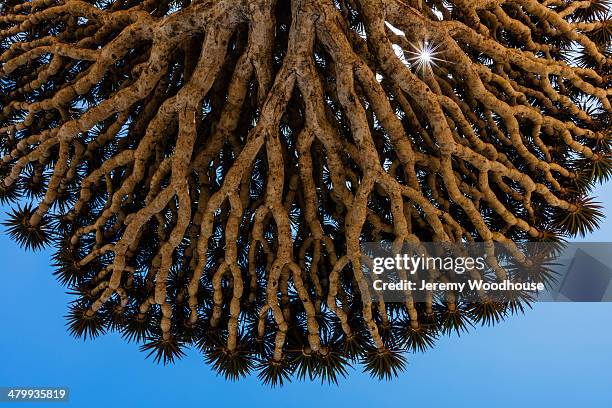 underside of a dragon's blood tree - dracaena draco stock pictures, royalty-free photos & images