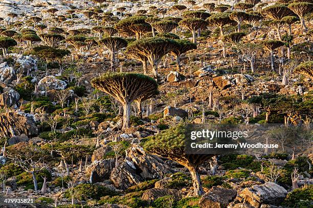 dragon's blood forest - dragon blood tree stock pictures, royalty-free photos & images
