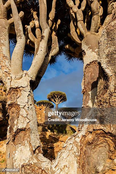 dragon's blood trees - dragon blood tree stock pictures, royalty-free photos & images