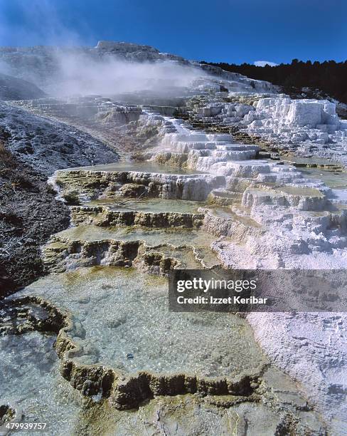 mammoth hot springs at yellowstone national park - mammoth hot springs fotografías e imágenes de stock