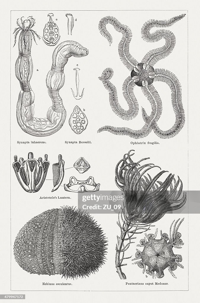 Echinoderm, published in 1878