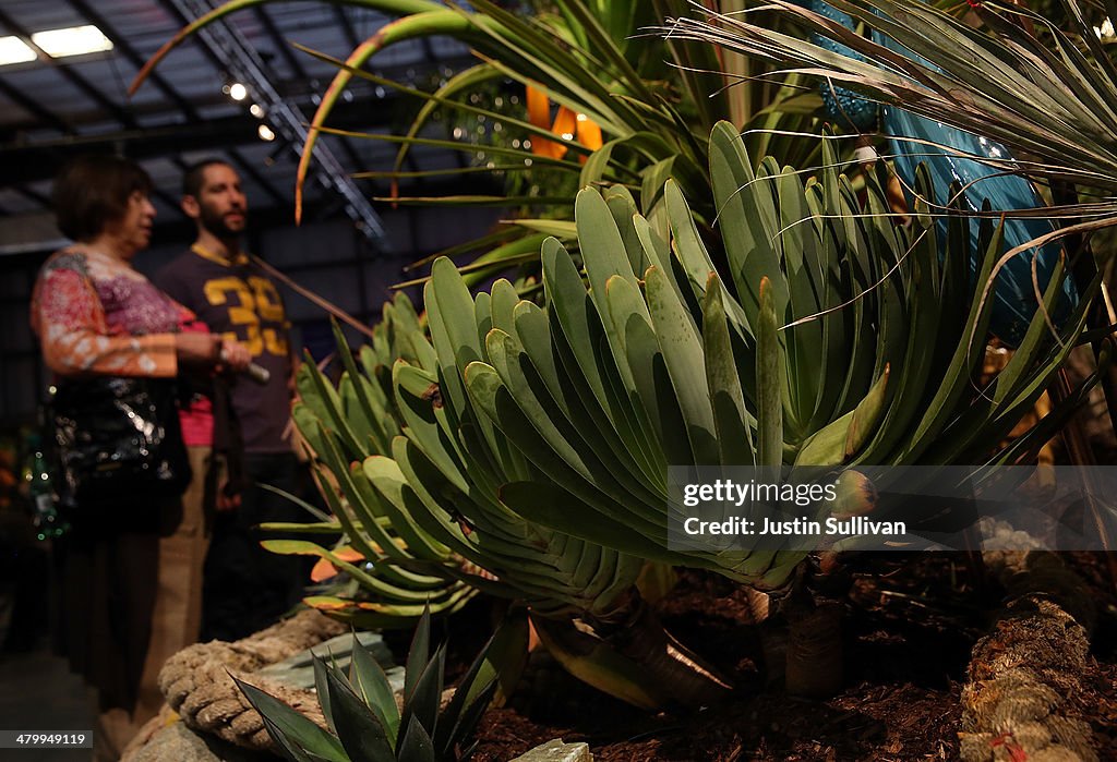 Low Water Plants Are Highlight At SF Garden Show As State Grapples With Drought