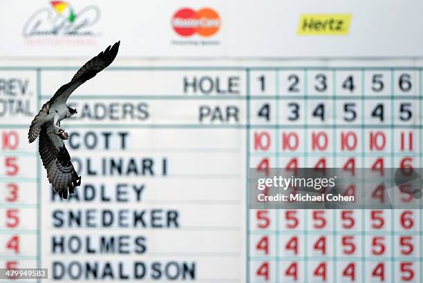 An osprey flies past a leaderboard on the eighth hole during the second round of the Arnold Palmer Invitational presented by MasterCard at the Bay...