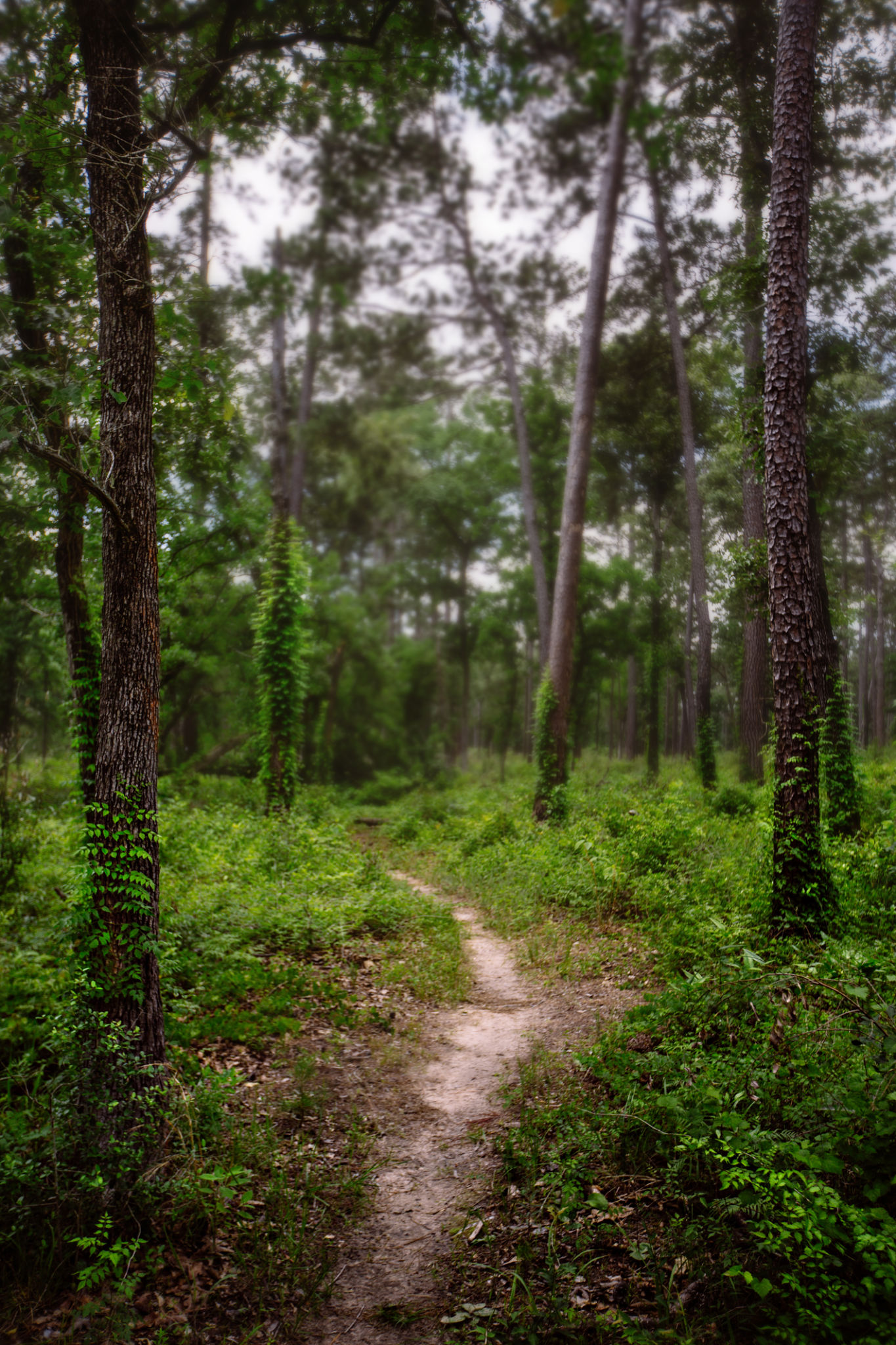 sam houston national forest