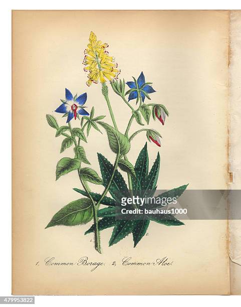 borage and common aloe victorian botanical illustration - americana aloe stock illustrations