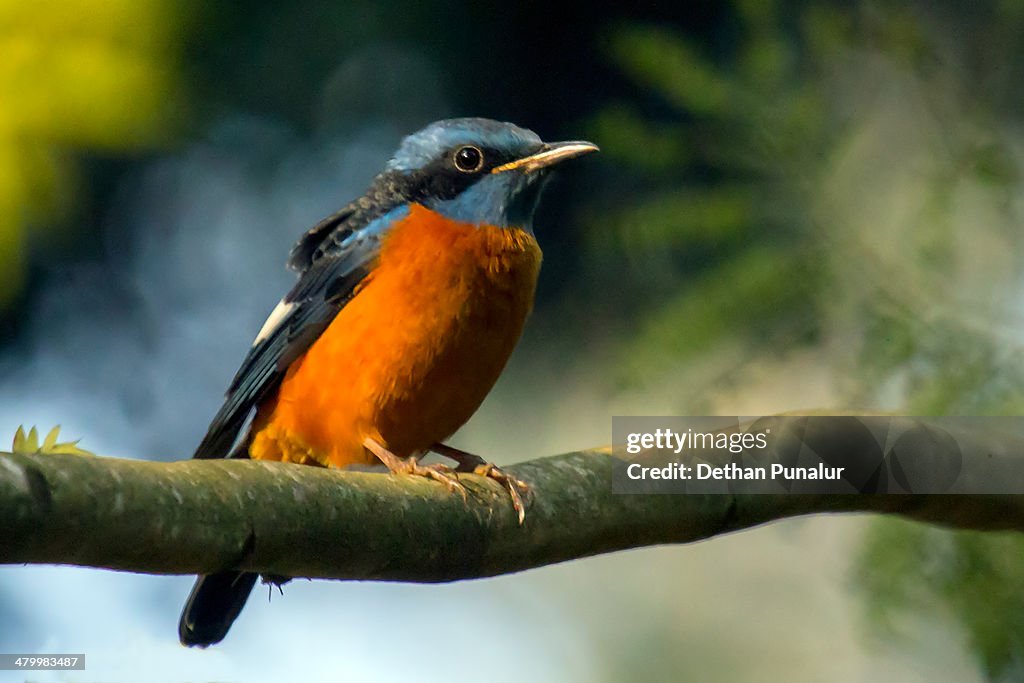 Blue-capped Rock Thrush(Monticola cinclorhynchus)