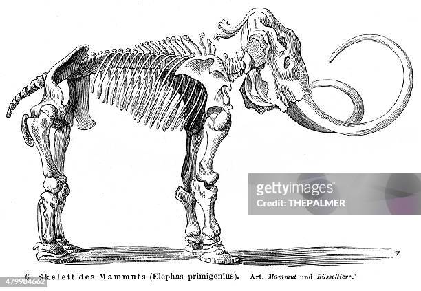 ilustrações, clipart, desenhos animados e ícones de enorme esqueleto estampa em 1895 - animal skeleton