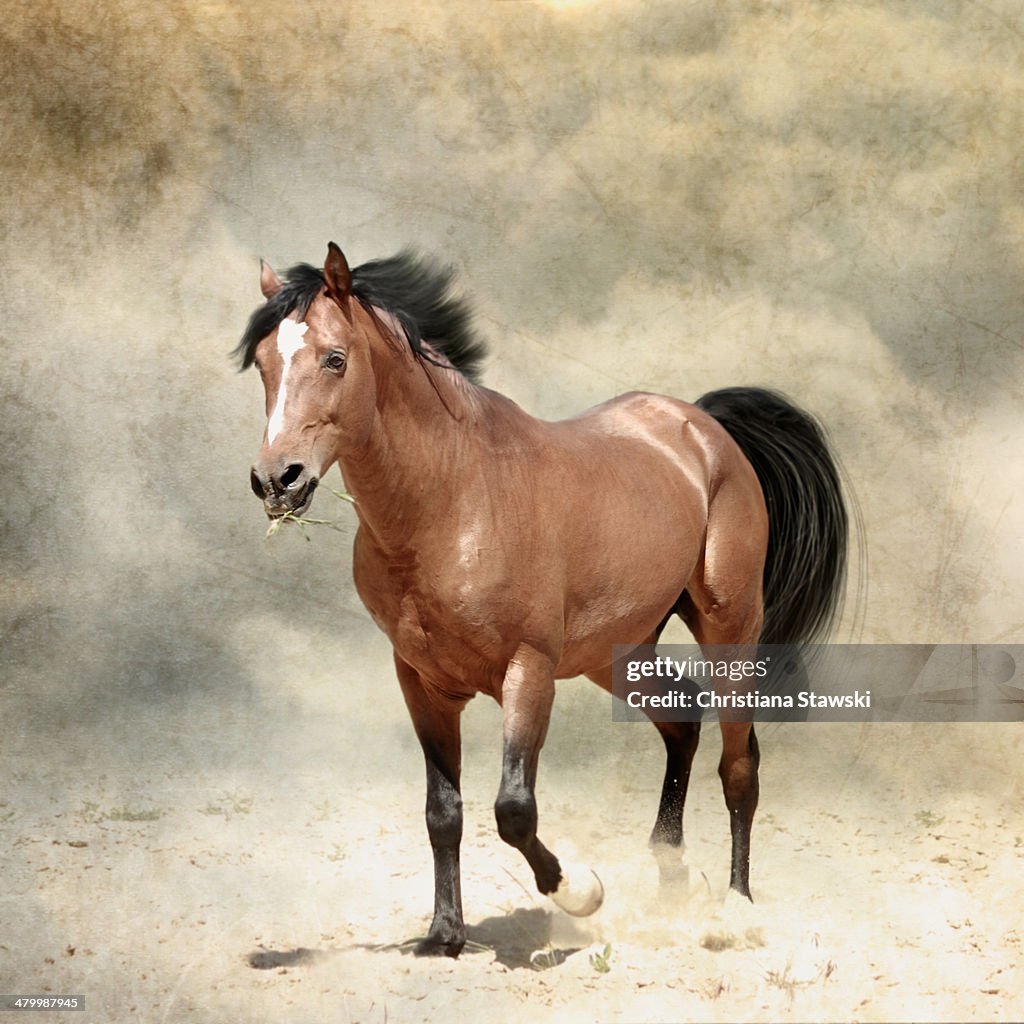 Horse pawing the ground