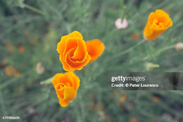 Orange Flowers High-Res Stock Photo