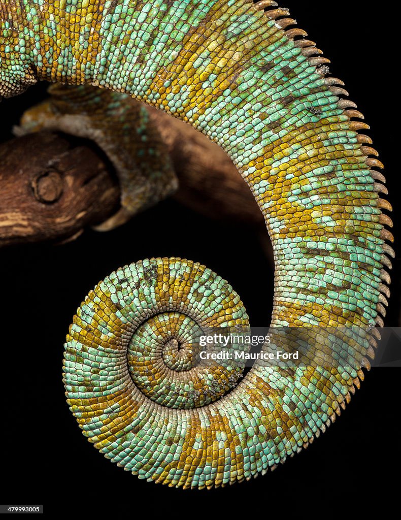 Chameleon's Tail