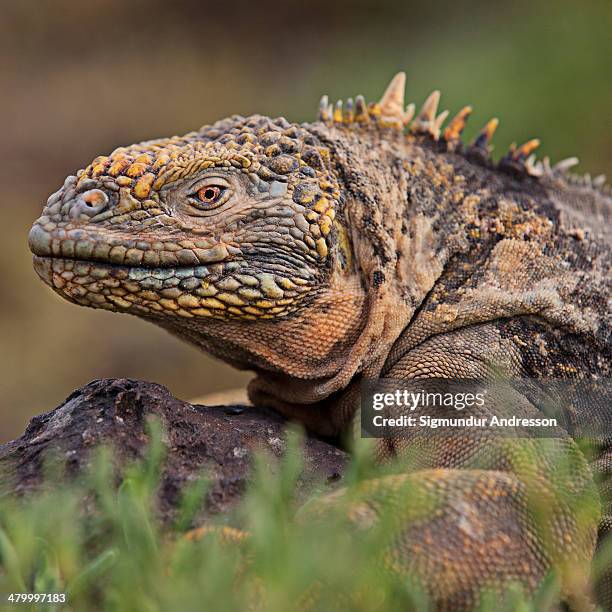 land iguana galápagos - galapagos land iguana stock-fotos und bilder