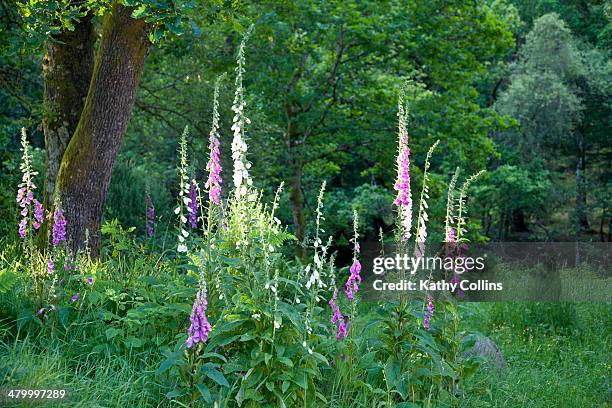 foxgloves, digitalis, in a wodland setting - digitalis alba stock pictures, royalty-free photos & images