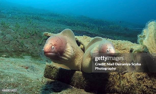 double trouble in a pipe - nuweiba stock pictures, royalty-free photos & images