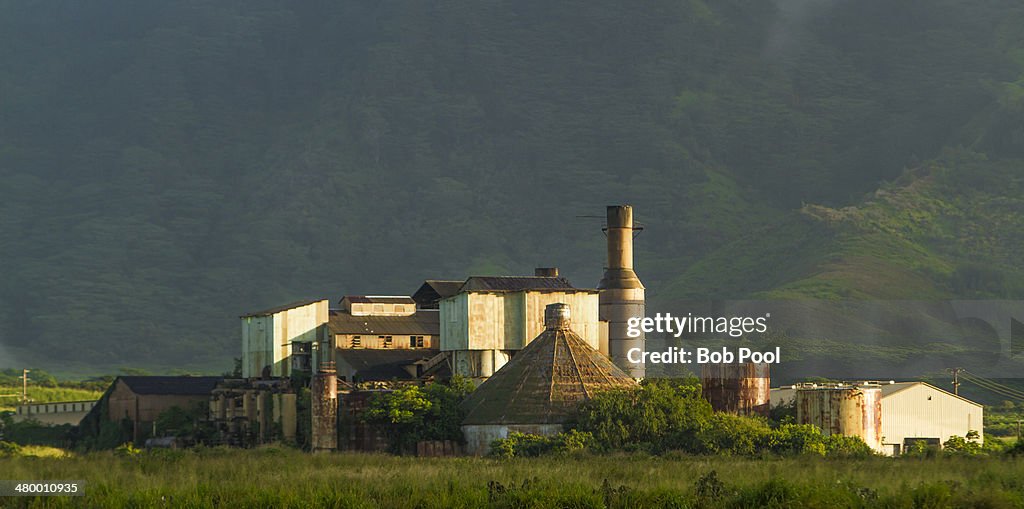 Abandoned sugarcane plantation