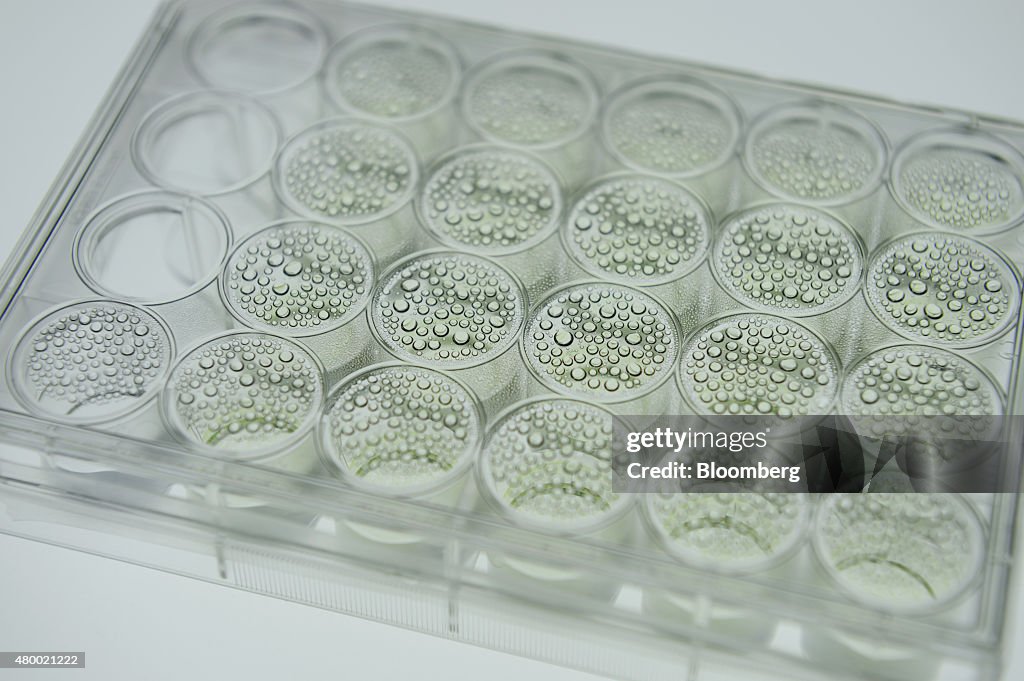 This Pond Scum Already in Your Smoothie May Fuel Your Airplane