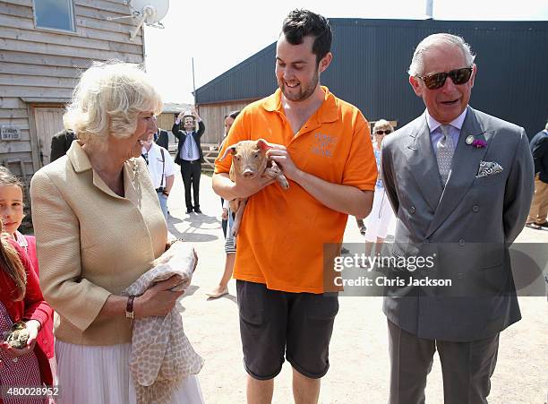 Camilla, Duchess of Cornwall and Prince Charles, Prince of Wales are shown a piglet as they visit Humble by Nature Farm on July 9 2015 in Monmouth,...