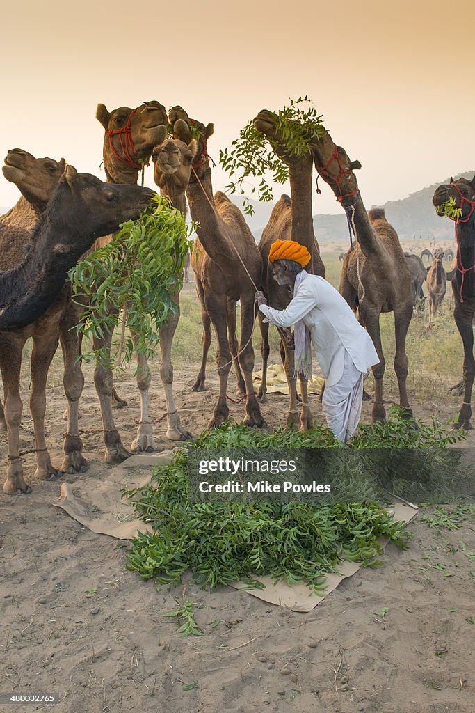 Camel herder feeding his camels, India