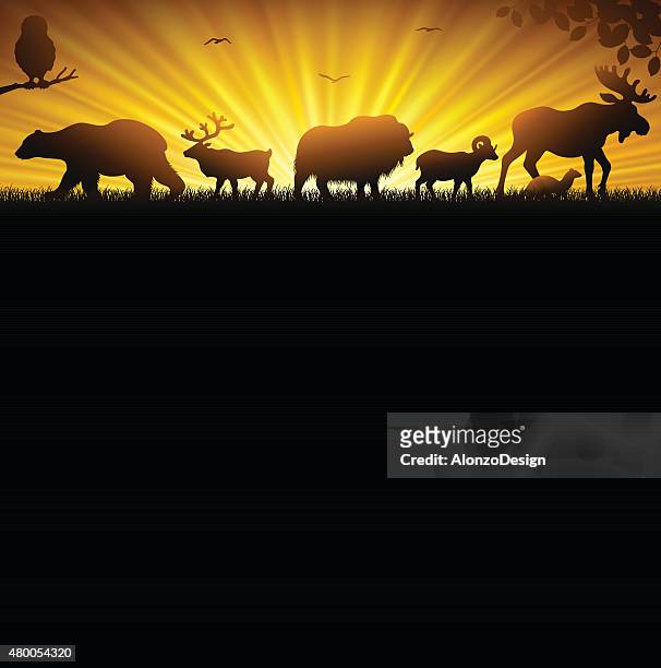 northern wild animals - dall sheep stock illustrations