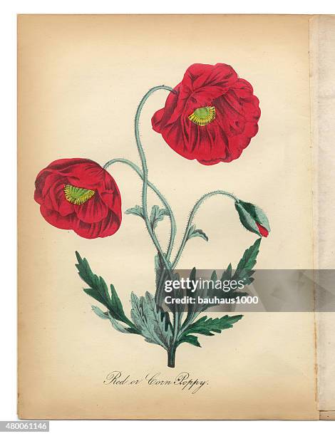 red poppy and corn poppy victorian botanical illustration - florist stock illustrations