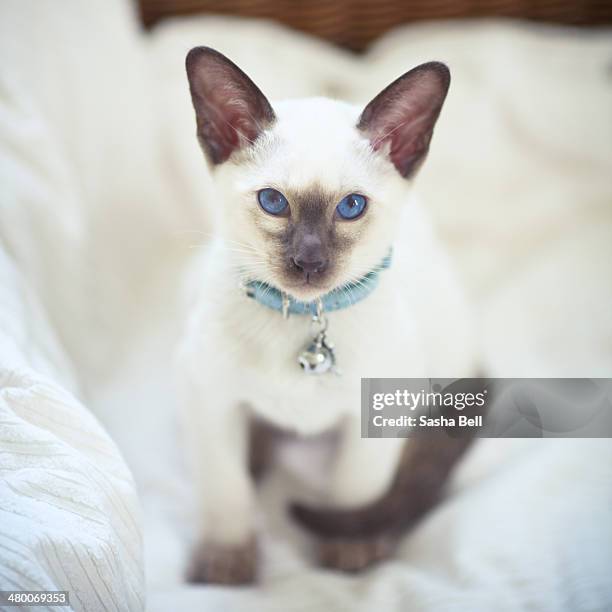 siamese cat - siamese cat stock pictures, royalty-free photos & images