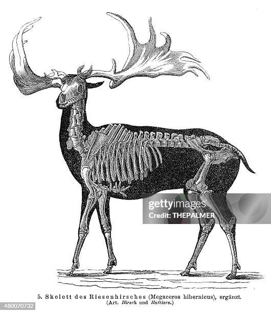 stockillustraties, clipart, cartoons en iconen met megaceros elk skeleton engraving 1895 - elk