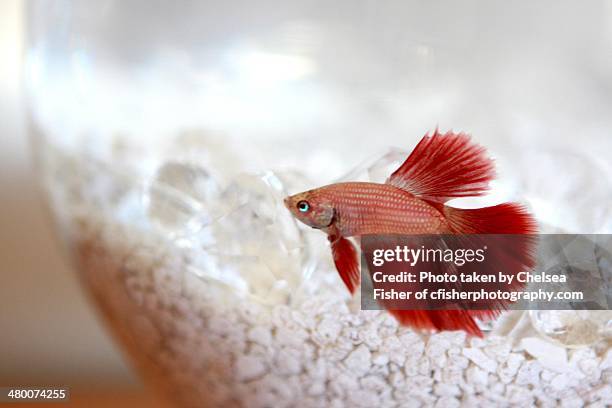 martin the red fish - redfish stockfoto's en -beelden