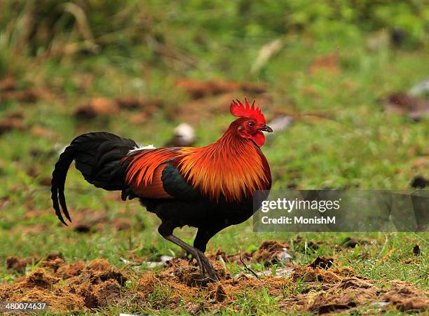 red jungle fowl - gallus gallus stock pictures, royalty-free photos & images