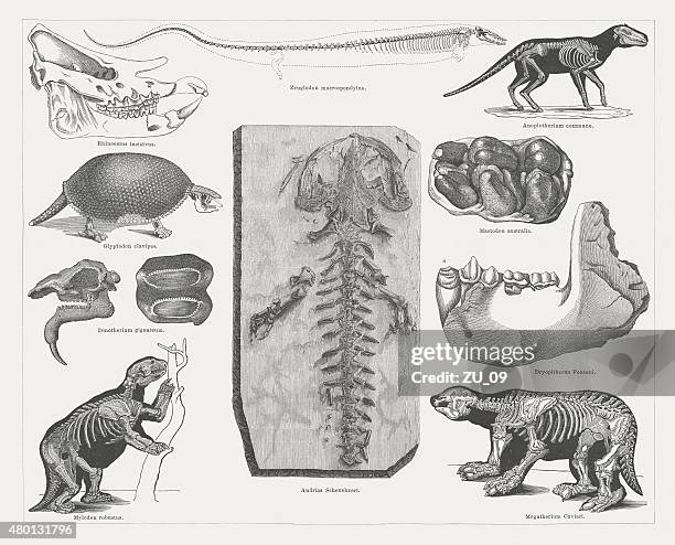ilustraciones, imágenes clip art, dibujos animados e iconos de stock de terciario fossils, publicado en 1878 - clyde auditorium