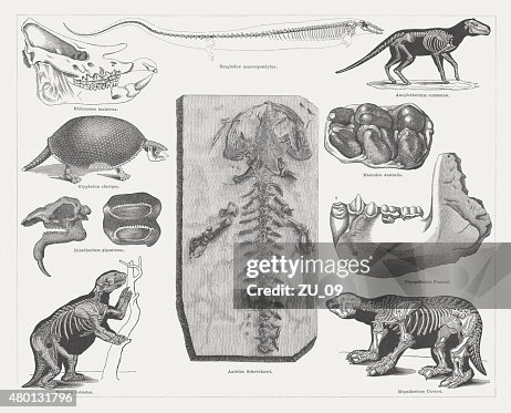 Tertiary fossils, published in 1878 Tertiary fossils, published in 1878