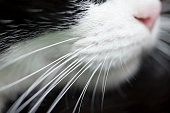 Cat whiskers, macro side view.