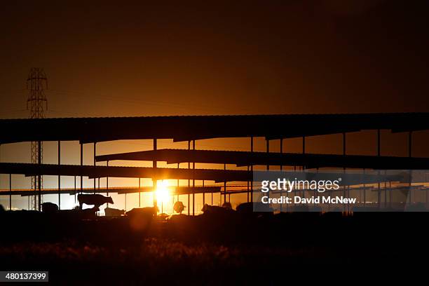 Dairy cattle are lit from behind by the glow of gas being flared as waste from the Monterey Shale formation where gas and oil extraction using...