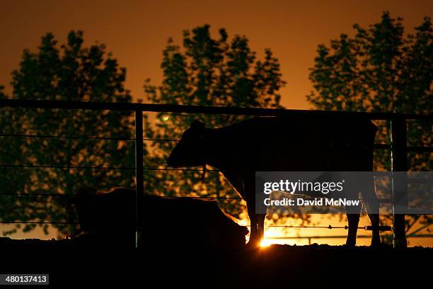 Dairy cattle are lit from behind by the glow of gas being flared as waste from the Monterey Shale formation where gas and oil extraction using...