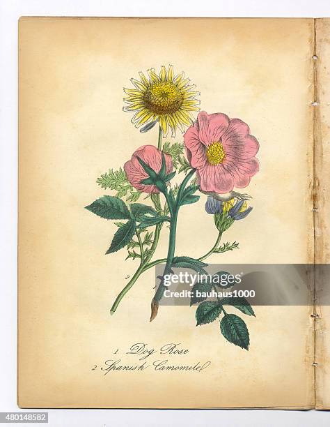 dog rose and spanish camomile victorian botanical illustration - spanish water dog white background stock illustrations