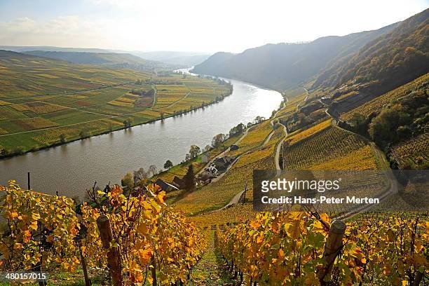 vineyards near piesport, moselle valley, germany - moselle river stock pictures, royalty-free photos & images