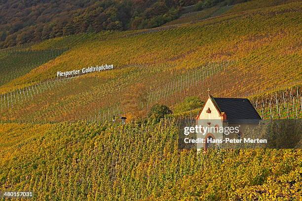 vineyards near piesport, moselle valley, germany - mosel valley stock pictures, royalty-free photos & images