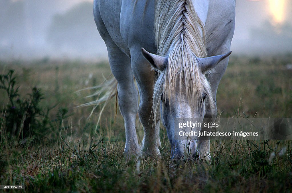 White horse