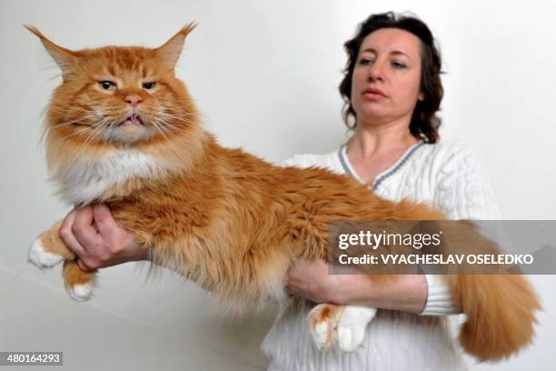 Woman and her Maine Coon cat pose during a cat exhibition in Bishkek on March 23, 2013. Cat lovers from Kyrgyzstan, Kazakhstan and Uzbekistan took...