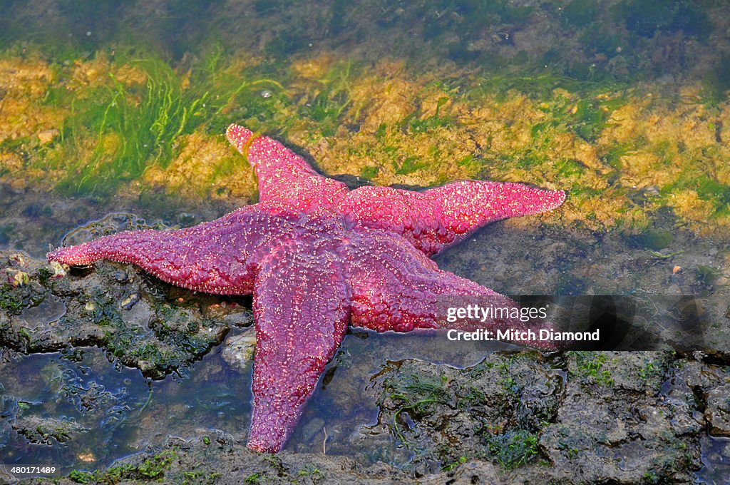 Tide pool starfish