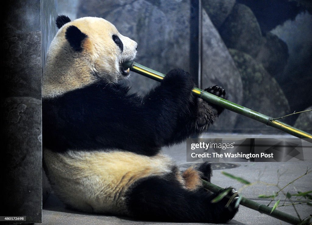 Giant Panda Tai Shan to depart D.C. next week