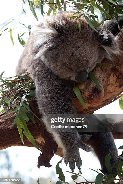 Wild Koala sleeping on a tree - Stock Image