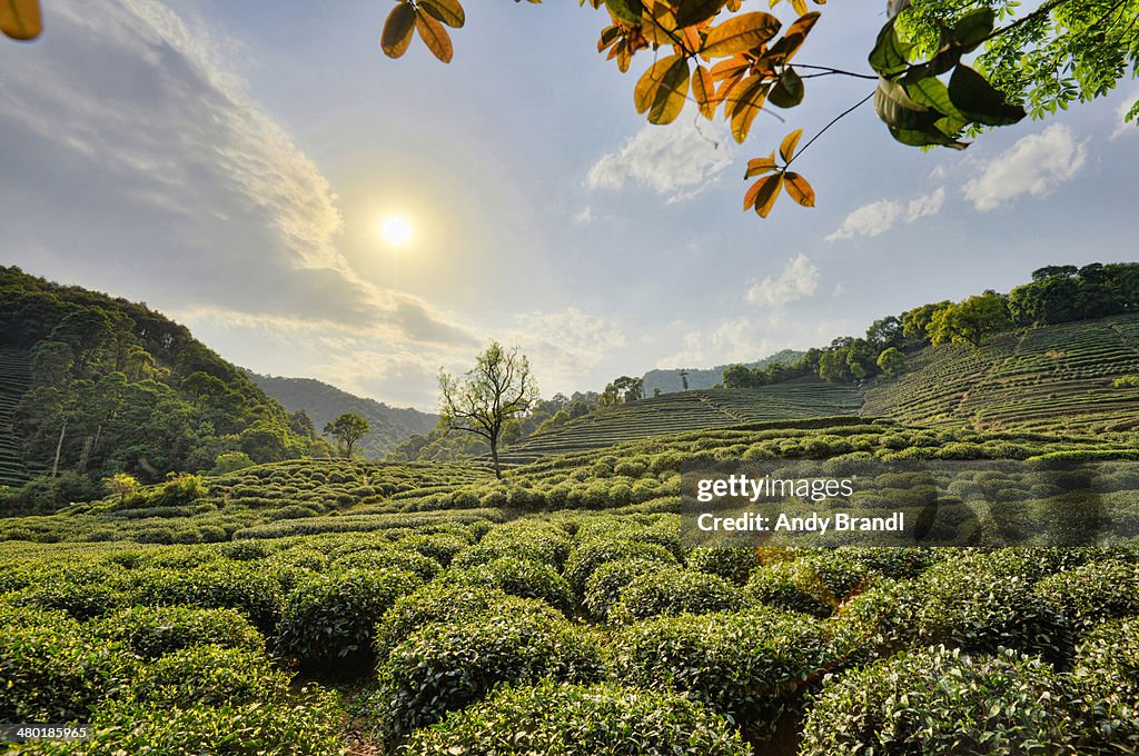 Teafield in Afternoon Sunlight (Hangzhou)