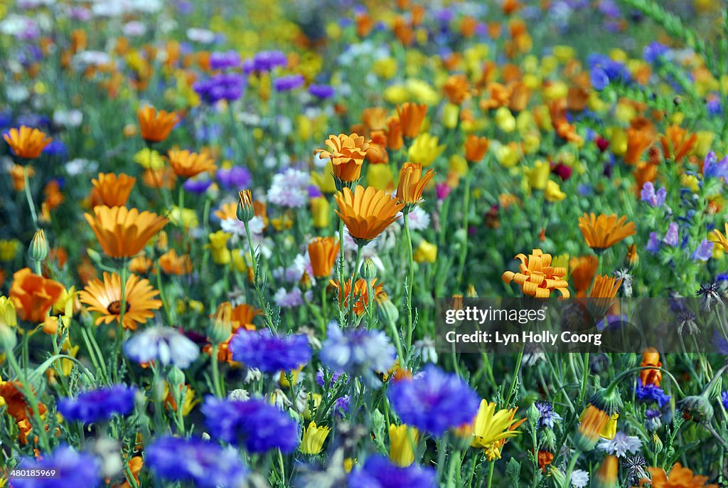 Mixed colourful wildflowers