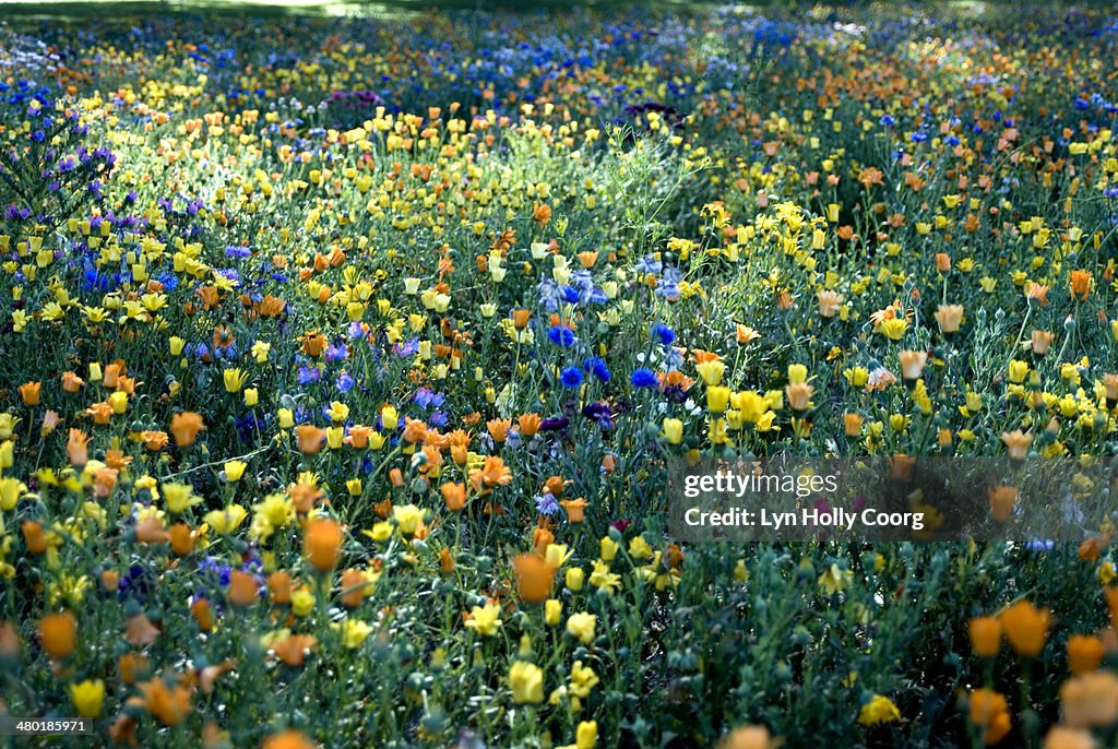 Mixed colourful wildflowers