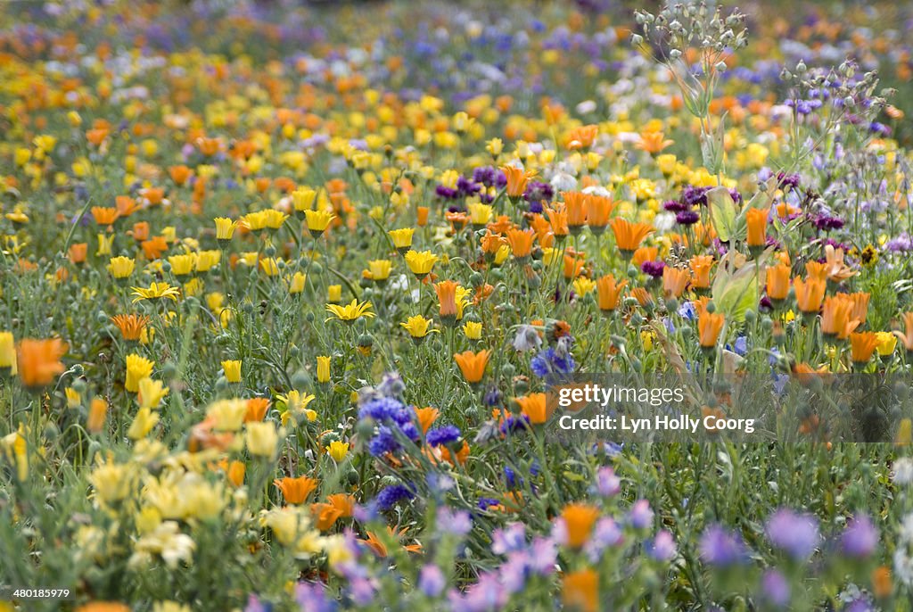 Mixed colourful wildflowers