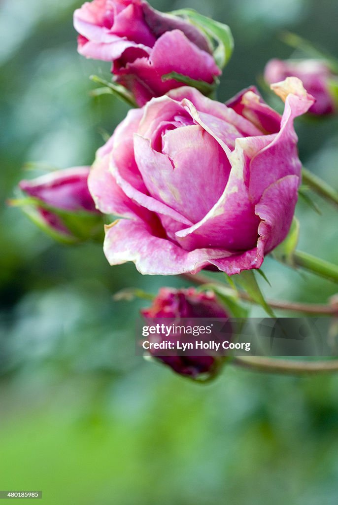 Faded pink rose flower rosaceae with buds