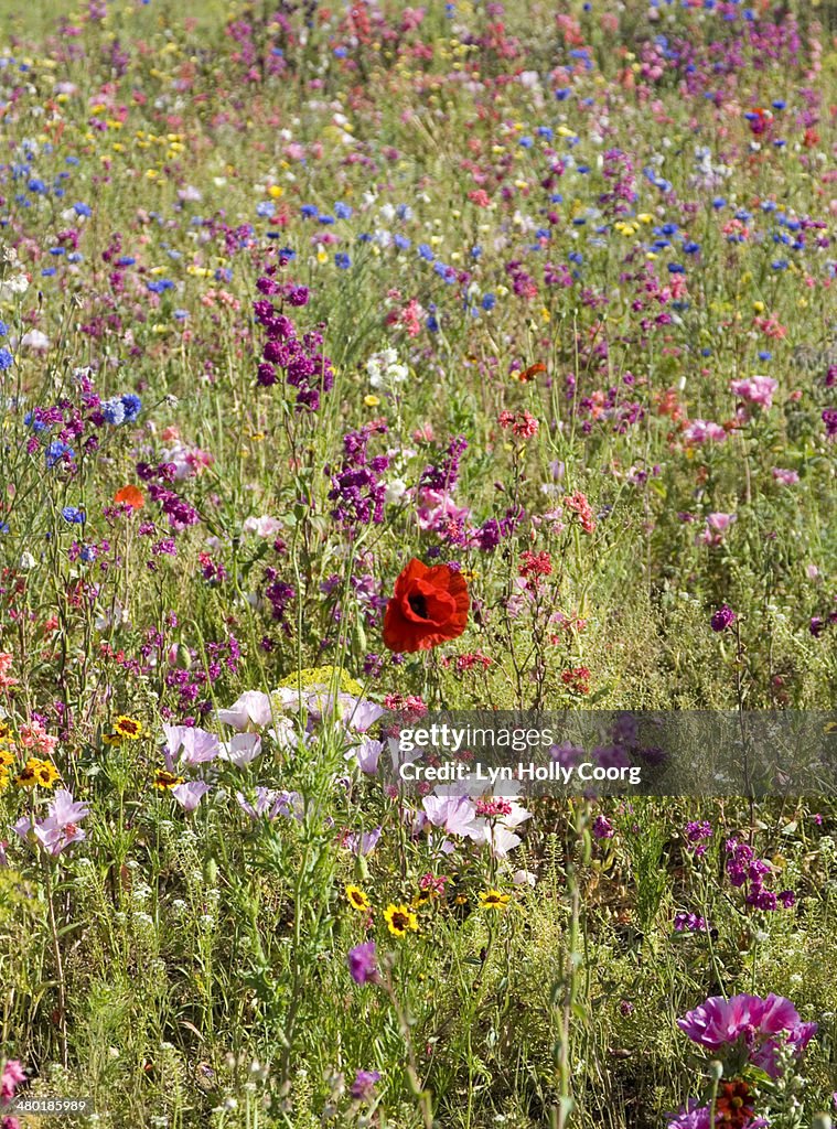 Mixed colourful wildflowers