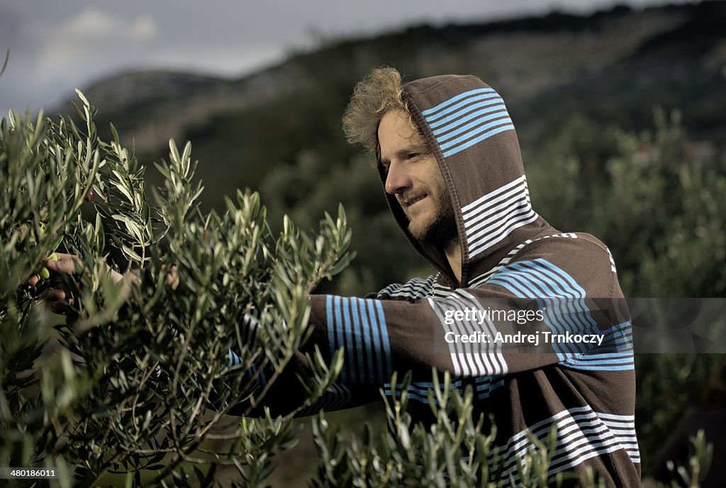 Picking Olive